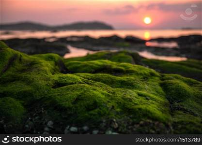 green moss on the reef during sunset silhouette natural view