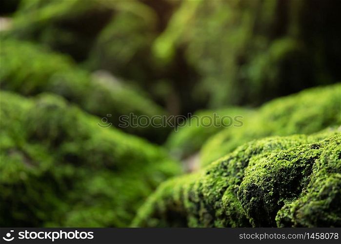 Green moss on the rock, beautiful at the rainforest.