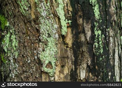 Green moss on the tree, Old Grey Bark Tree texture background