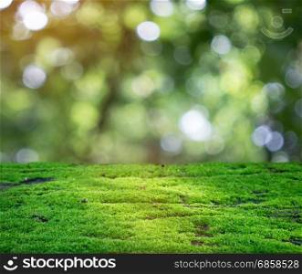 Green moss shining in the rays of sunlight at tropical forest