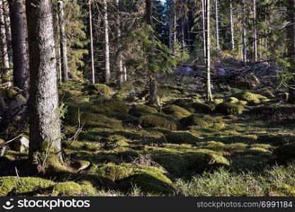 Green mossy ground in a coniferous forest