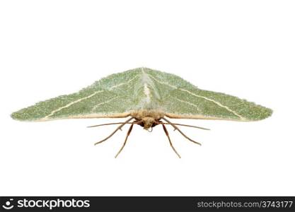 green moth chlorissa etruscaria. green moth species chlorissa etruscaria isolated on white background