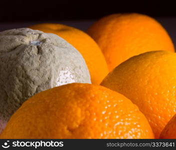 Green mouldy powder on the side of an orange among other oranges