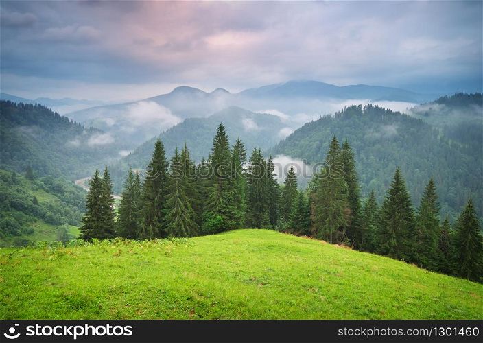 Green mountains hills . Fir and spurce forest.Composition of nature.