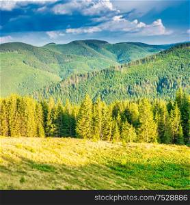 Green mountains with pine forest at sunset sun light