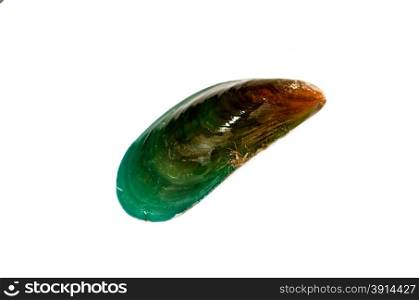 green mussel isolated on the white.