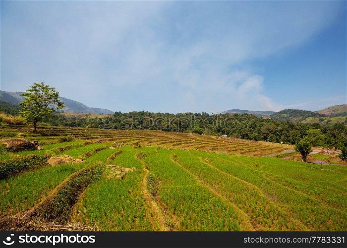 Green natural landscapes- rice fields in Sri Lanka