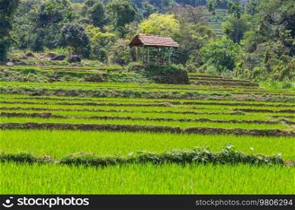 Green natural landscapes- rice fields in Sri Lanka