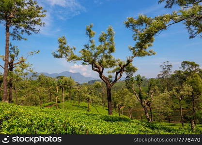 Green natural landscapes_tea plantation on Sri Lanka
