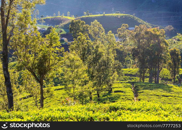 Green natural landscapes_tea plantation on Sri Lanka