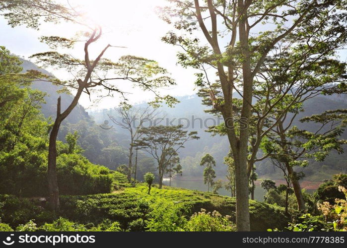 Green natural landscapes_tea plantation on Sri Lanka