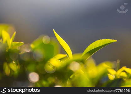 Green natural landscapes_tea plantation on Sri Lanka