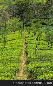 Green natural landscapes_tea plantation on Sri Lanka