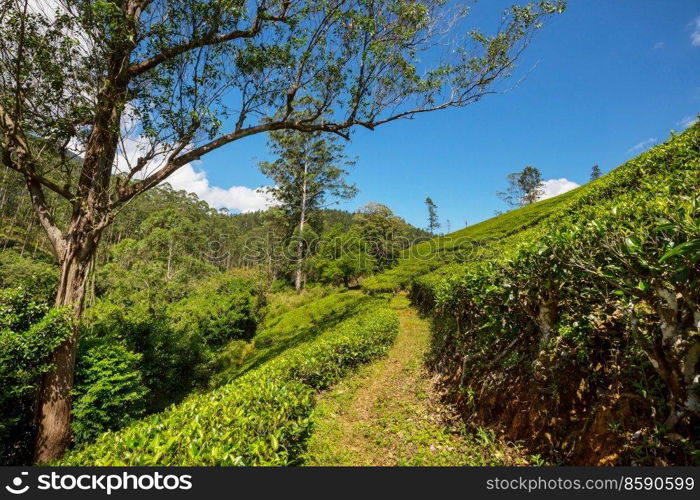 Green natural landscapes_tea plantation on Sri Lanka