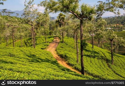 Green natural landscapes_tea plantation on Sri Lanka