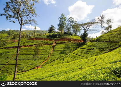 Green natural landscapes_tea plantation on Sri Lanka