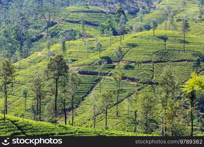 Green natural landscapes_tea plantation on Sri Lanka