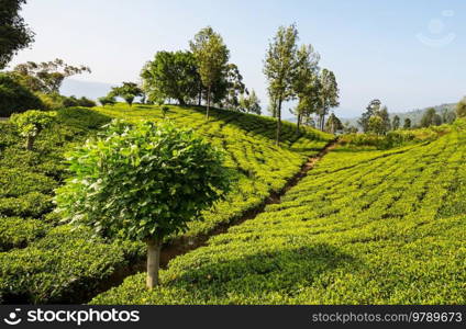 Green natural landscapes_tea plantation on Sri Lanka