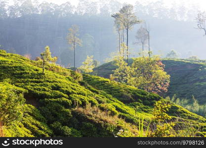 Green natural landscapes_tea plantation on Sri Lanka