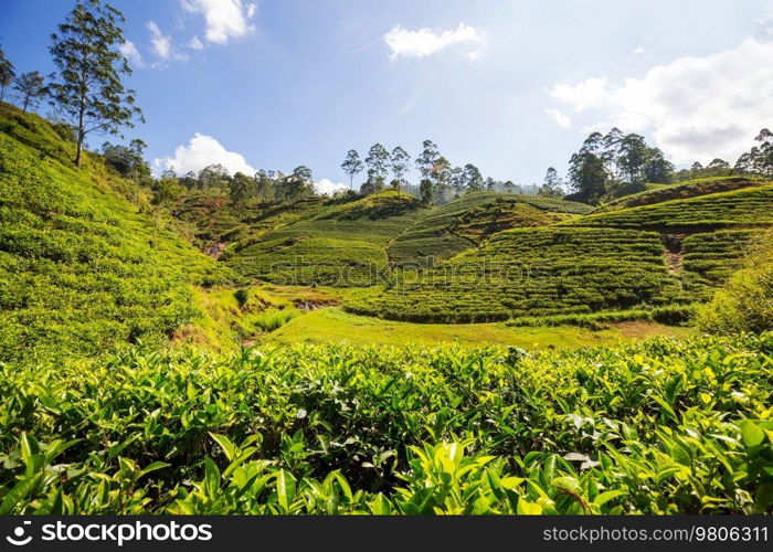 Green natural landscapes_tea plantation on Sri Lanka