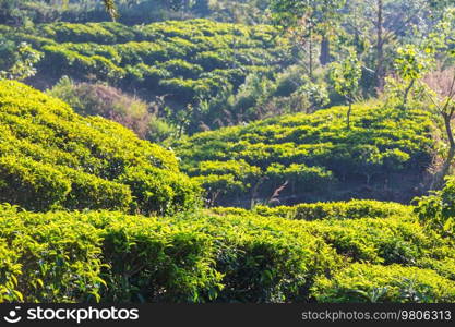 Green natural landscapes_tea plantation on Sri Lanka