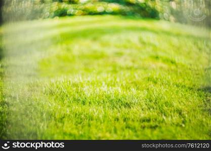 green natural lawn, grass background, blur image, place for text
