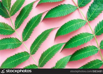 Green natural leaves on pink paper, close-up. Abstract background, texture. Top view, flat lay, template for design.. Green natural leaves on pink paper, close-up. Abstract background, texture. Top view, flat lay, template for design