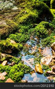 Green natural moss near mountain stream and rocks, beautiful nature