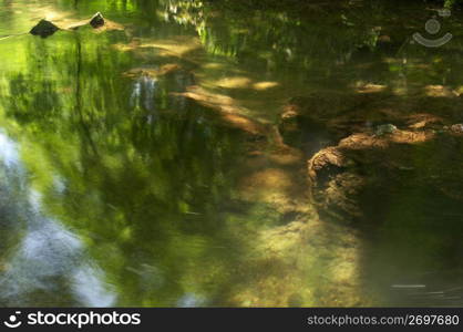 Green nature