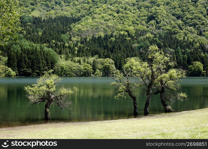 Green nature