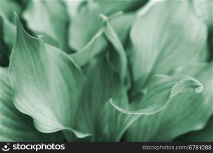 green nature abstract background. plants