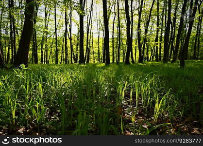 Green nature background. Forest, trees and sun rays. Colorful spring nature background.