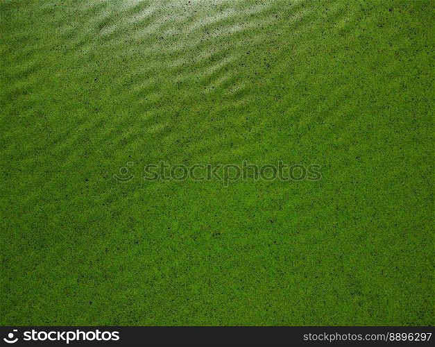 green nature background of green lily pads, water chestnut, trap, moss covering the water. Waves texture.. green nature background of green lily pads, water chestnut, trap, moss covering the water. Waves texture