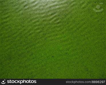 green nature background of green lily pads, water chestnut, trap, moss covering the water. Waves texture.. green nature background of green lily pads, water chestnut, trap, moss covering the water. Waves texture