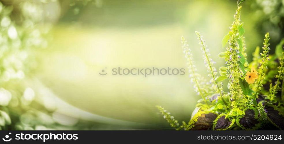Green nature background with garden plant and bokeh lighting, floral border, banner