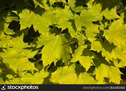 Green nature background with maple leaves. Green nature background with maple leaves.