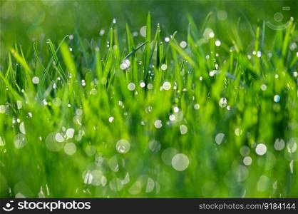 Green nature. Beautiful close up photo of nature. Green grass with dew drops. Colorful spring background with morning sun and natural green plants landscape, ecology, fresh wallpaper concept with copy space.