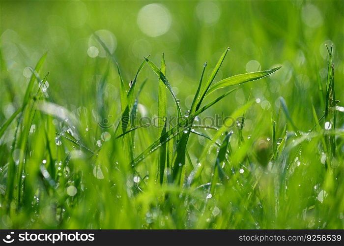 Green nature. Beautiful close up photo of nature. Green grass with dew drops. Colorful spring background with morning sun and natural green plants.