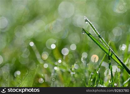 Green nature. Beautiful close up photo of nature. Green grass with dew drops. Colorful spring background with morning sun and natural green plants-ecology, fresh wallpaper.