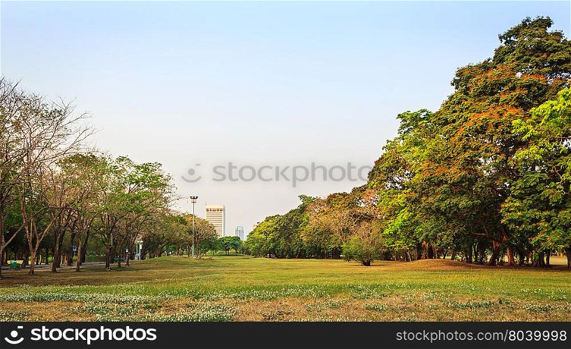 Green nature on public park with blue sky on sunset