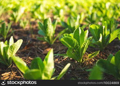 green nature vegetable farm, organic raw food agriculture concept for good health lifestyle, organic salad plant crop on field, healthy clean food