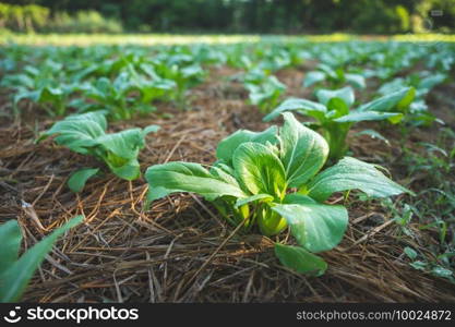 green nature vegetable farm, organic raw food agriculture concept for good health lifestyle, organic salad plant crop on field, healthy clean food