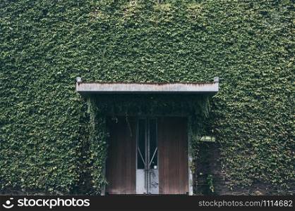 green nature wall with wooden door