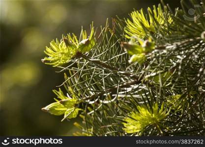 Green needles of pine tree as natural background