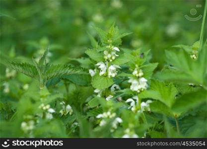 Green nettles with white flowers in the spring