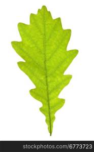 Green oak leaf isolated on the white