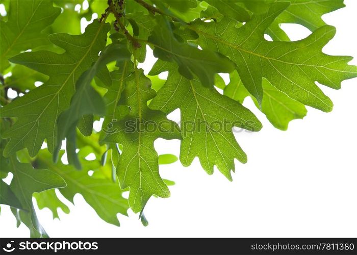 green oak leaves isolated