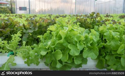 green oak lettuce. Cultivation hydroponic green vegetable in farm plant market