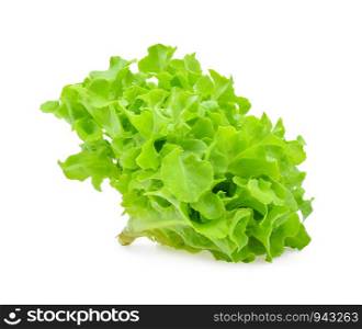 Green oak lettuce on white background.