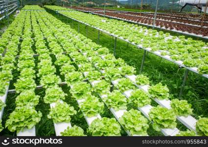 Green oak lettuce salad vegetable in hydroponic farm system plants on water without soil agriculture organic for health food
